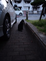 みつのくろねこ