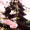 醍醐寺五重塔と桜＃２