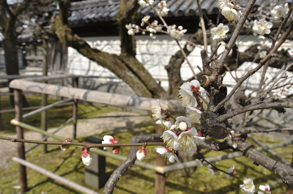 梅林寺、本堂そばの梅