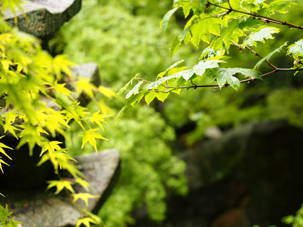 雨の三瀧寺＃７