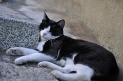 猫と石段