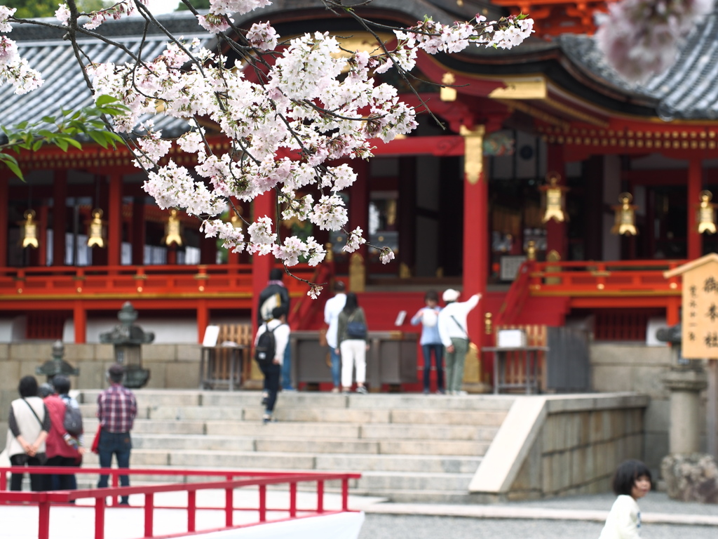 石清水八幡宮の桜＃２