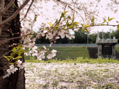 山科川沿いの桜並木＃１