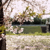 山科川沿いの桜並木＃１