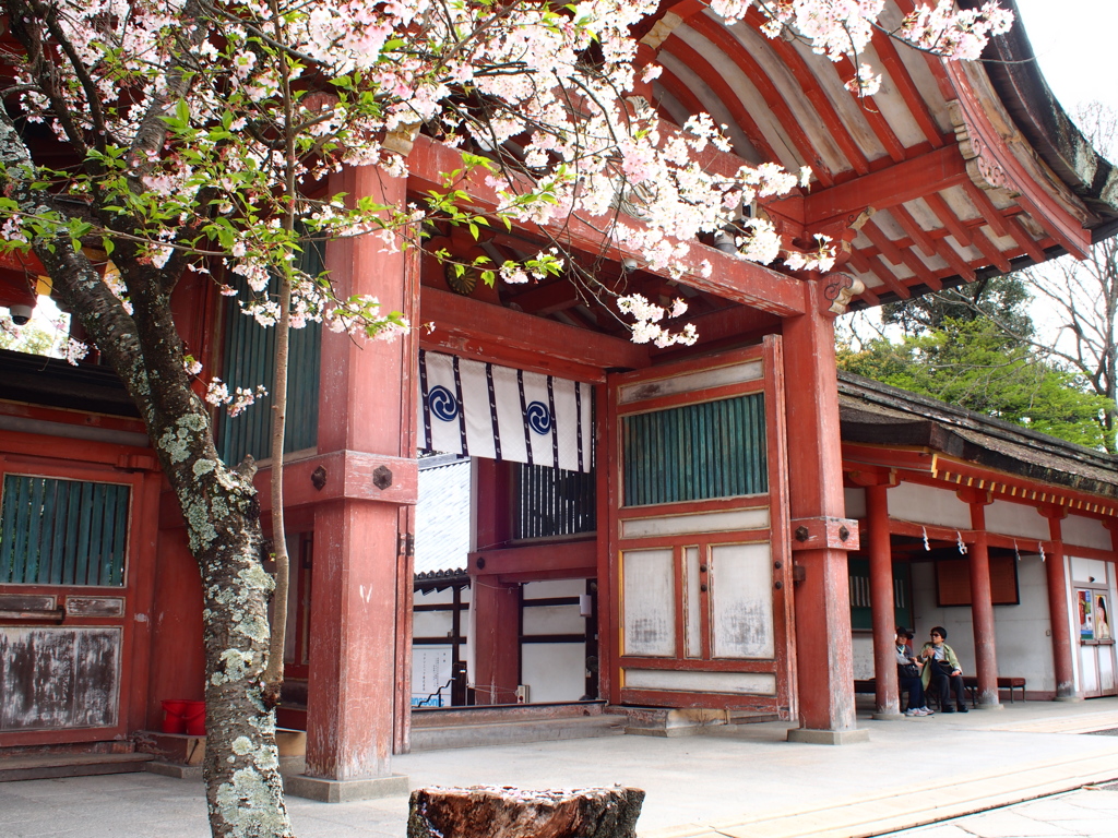 石清水八幡宮の桜＃１