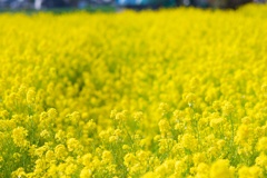 blossoming_field05
