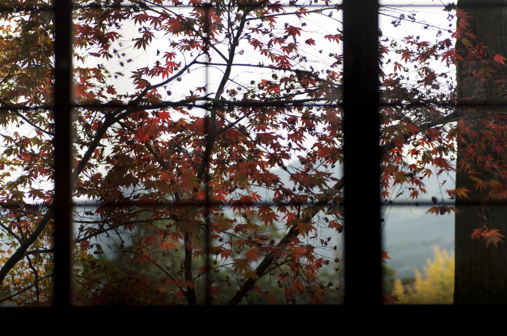 大興善寺、紅葉をのぞき見