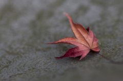 大興善寺の落ち葉
