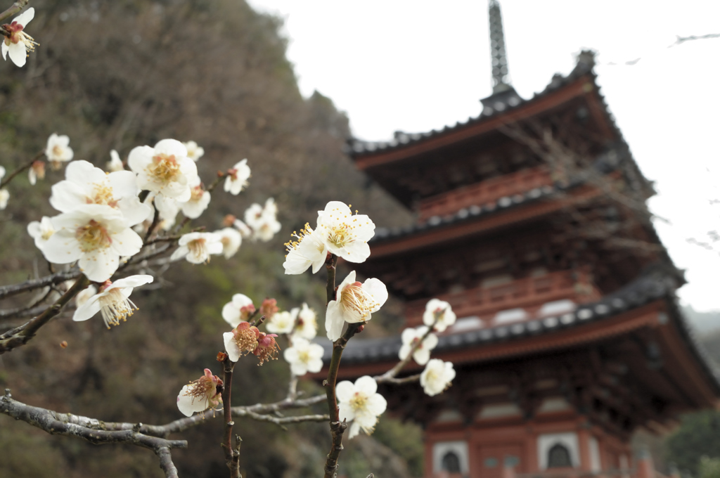 三室戸寺、三重塔と梅