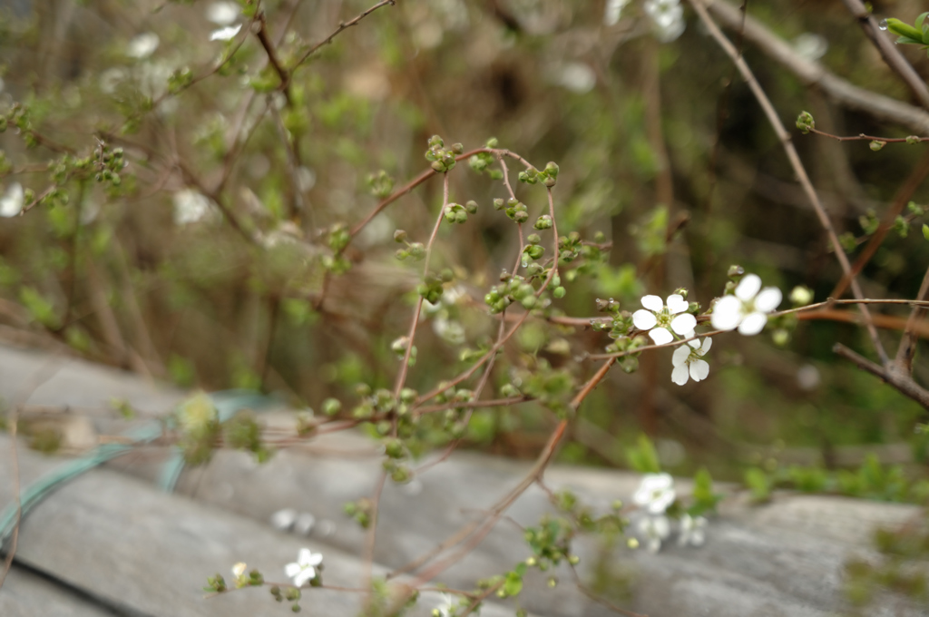 三室戸近隣にて４