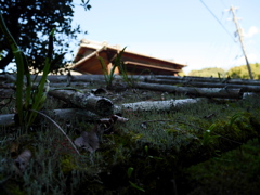 太山寺〜屋根の上の生態系