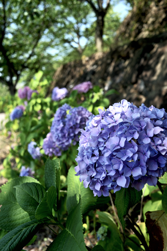 hydrangea_02