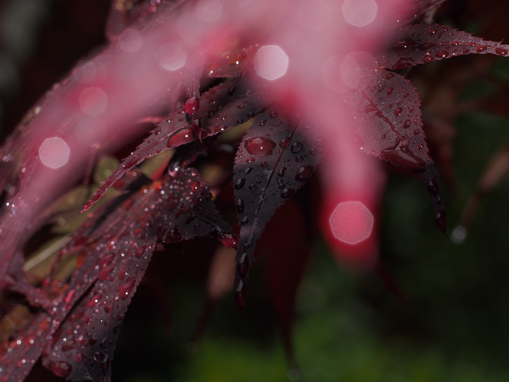 三瀧寺〜今日は大雨＃１