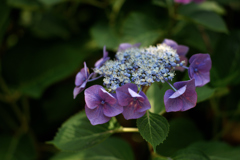 hydrangea_05