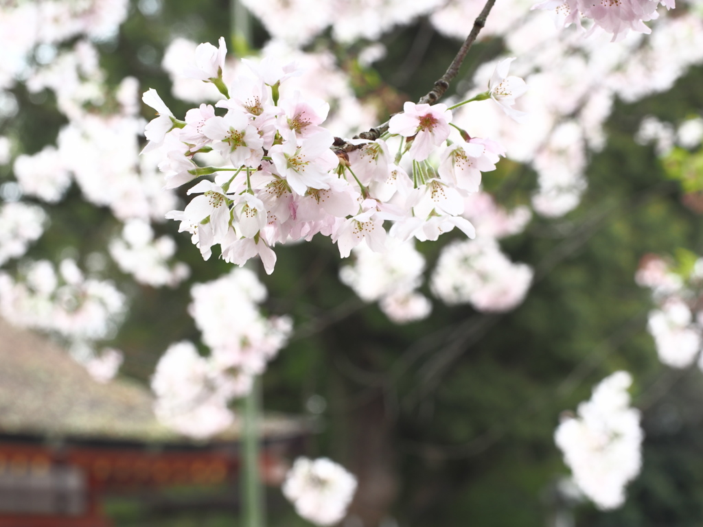 石清水八幡宮の桜＃３