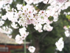 石清水八幡宮の桜＃３