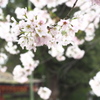 石清水八幡宮の桜＃３