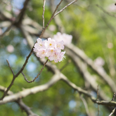 春が来た