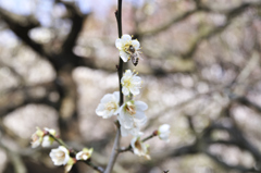 梅林寺、ミツバチ活動中