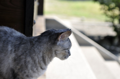 圓福寺で猫と出会う