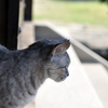 圓福寺で猫と出会う