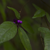 信貴山の森