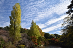 うろこ雲と紅葉