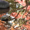 水面に映る紅葉