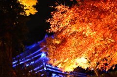 紅葉ライトアップ