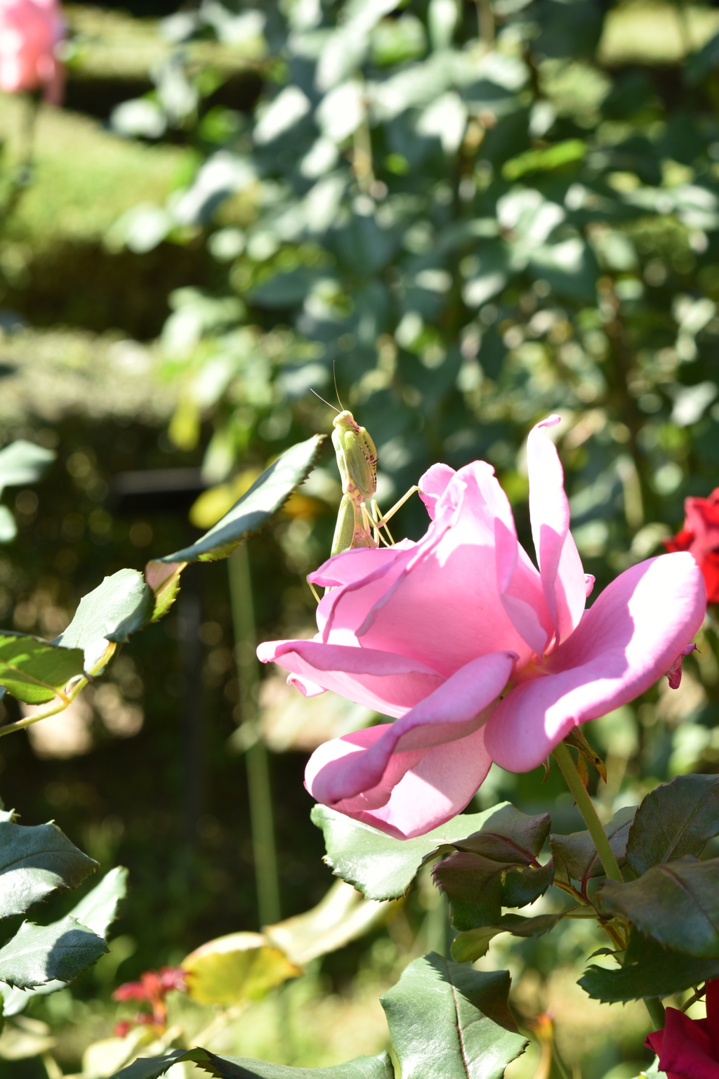 薔薇園の捕食者