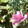 薔薇園の捕食者