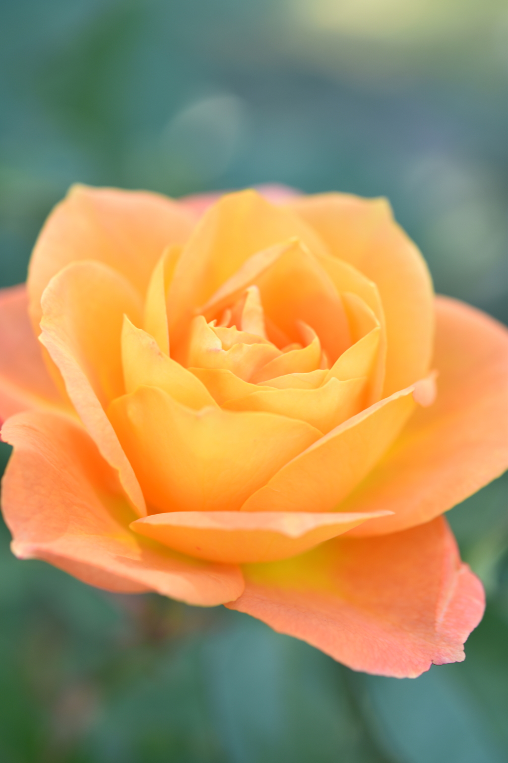 秋薔薇