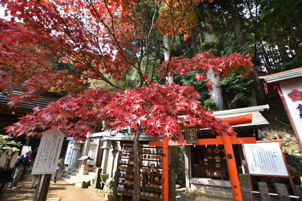 大山寺のもみじ
