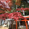 大山寺のもみじ