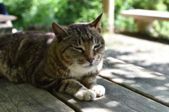 日陰でひとやすみ