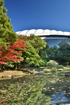 紅葉と東京ドーム