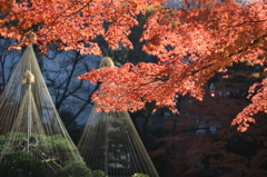 小石川後楽園