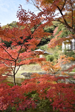 鎌倉の紅葉