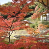 鎌倉の紅葉
