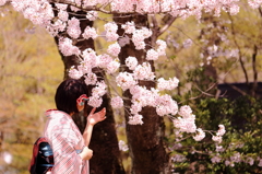 和装と桜