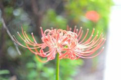 彼岸花