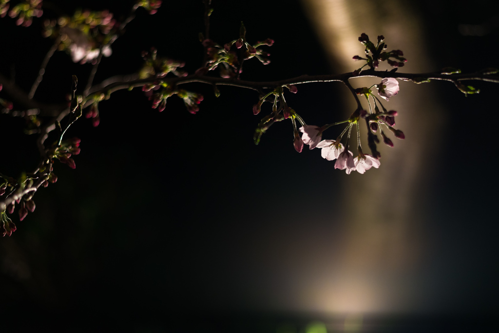 夜桜