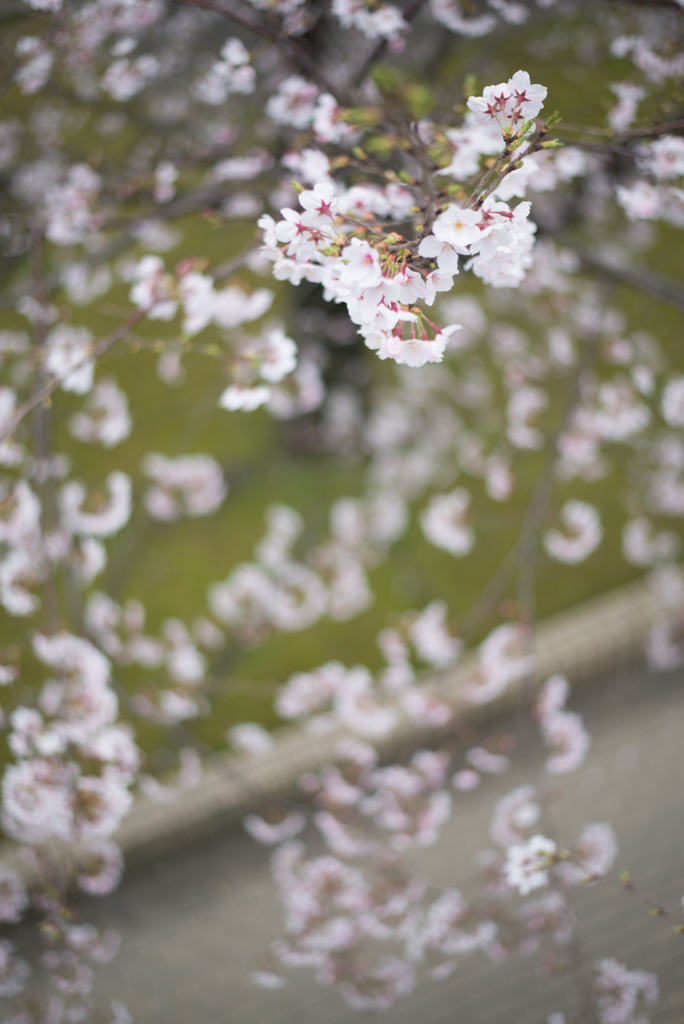 桜写真蔵出し