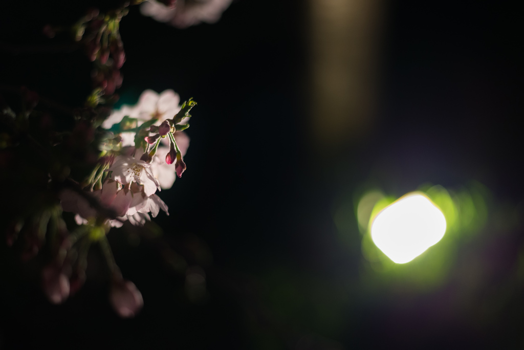 夜桜