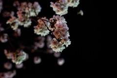 夜桜