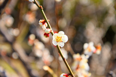 梅の花