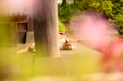 夏バテ猫