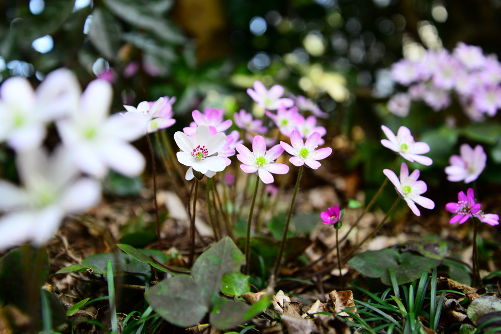 庭に咲く謎の花