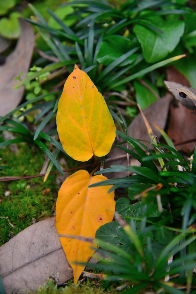 紅葉