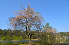 桜の木